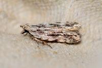 Anarsia innoxiella