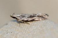 Anarsia innoxiella