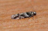 Recurvaria nanella