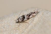 Recurvaria nanella