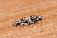 Recurvaria nanella