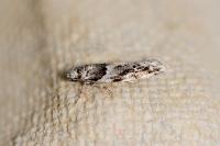 Recurvaria nanella