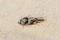 Recurvaria nanella