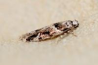 Recurvaria nanella