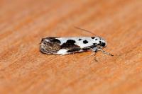 Ethmia quadrillella