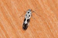 Ethmia quadrillella