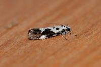 Ethmia quadrillella