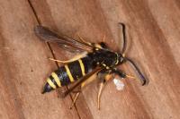 Paranthrene tabaniformis