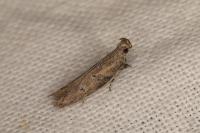 Rosetea rosetella