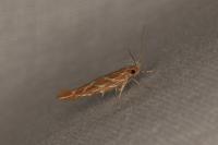 Pyroderces argyrogrammos
