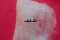 Ethmia dodecea