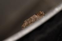 Cydia pomonella
