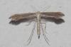 Emmelina monodactyla