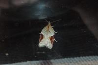 Acleris laterana
