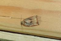 Archips podana