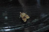Epagoge grotiana