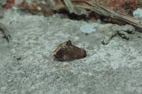 Heterogenea asella