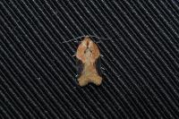 Acleris laterana