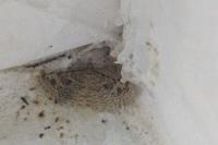 Alucita hexadactyla