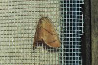 Apoda limacodes