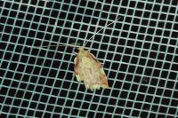 Carcina quercana