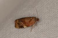 Ditula angustiorana