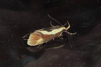 Harpella forficella