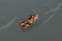 Eudemis porphyrana