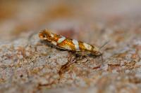 Argyresthia goedartella