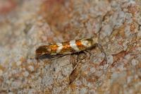 Argyresthia goedartella