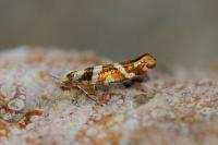 Argyresthia goedartella