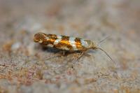 Argyresthia goedartella