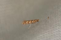 Cameraria ohridella