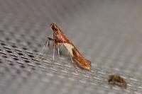 Caloptilia stigmatella