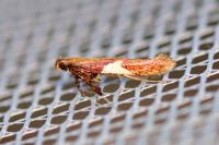 Caloptilia stigmatella