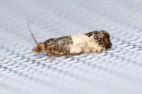 Spilonota ocellana