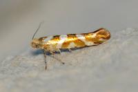 Argyresthia goedartella