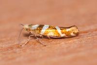 Argyresthia goedartella