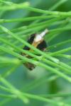 Acleris cristana