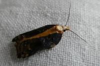 Acleris cristana