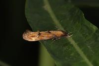 Mompha idaei