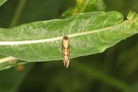 Mompha idaei