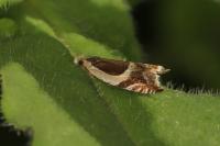 Ancylis badiana