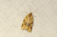 Epagoge grotiana