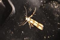 Stathmopoda pedella