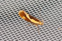 Harpella forficella