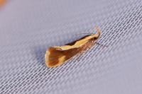 Harpella forficella