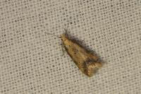 Brachmia blandella