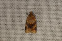 Epagoge grotiana