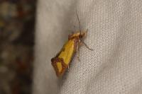 Agapeta zoegana